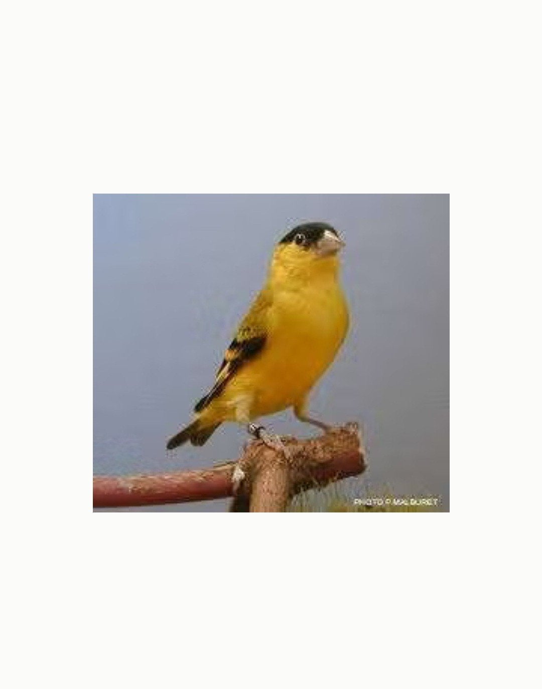 yarrelsijs man, Dieren en Toebehoren, Mannelijk
