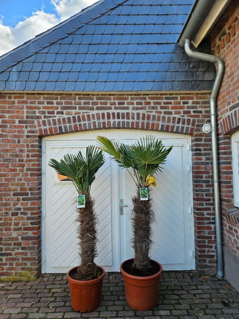AANBIEDING: TRACHYCARPUS WAGNERIANUS ( WAGNERPALM )., Tuin en Terras, In pot, Halfschaduw, Ophalen of Verzenden, 100 tot 250 cm