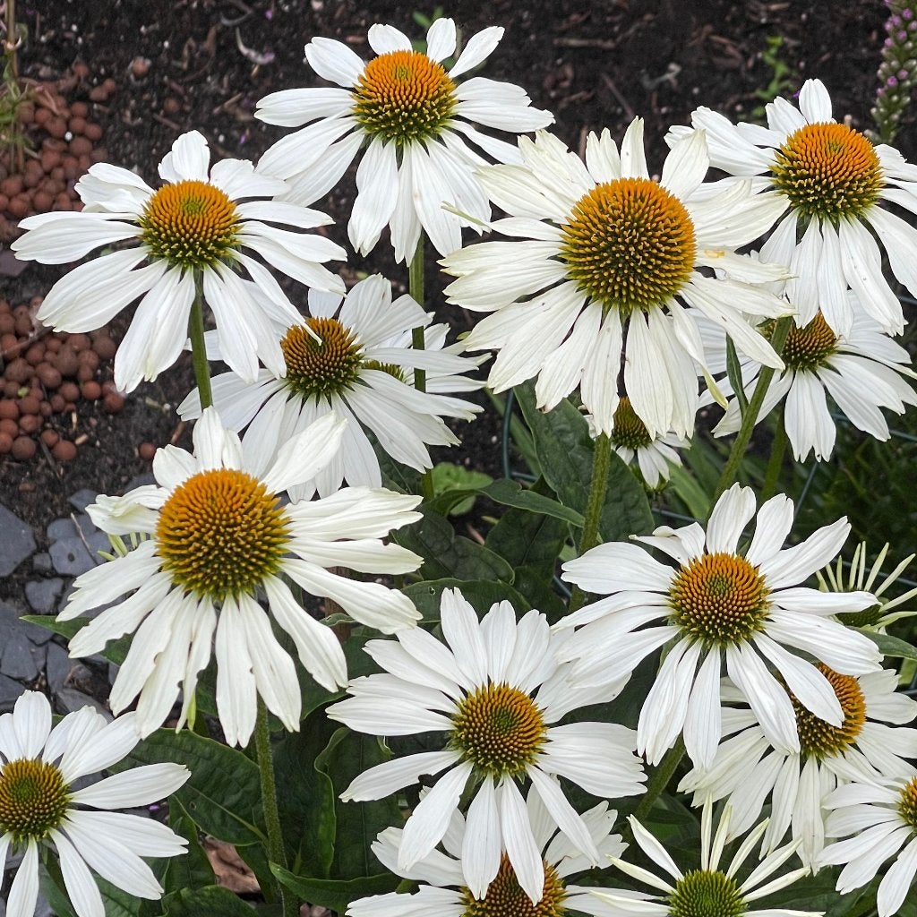 Zaden zonnehoed wit  (Echinacea purpurea ‘Alba’), Ophalen of Verzenden, Najaar, Volle zon, Zaad
