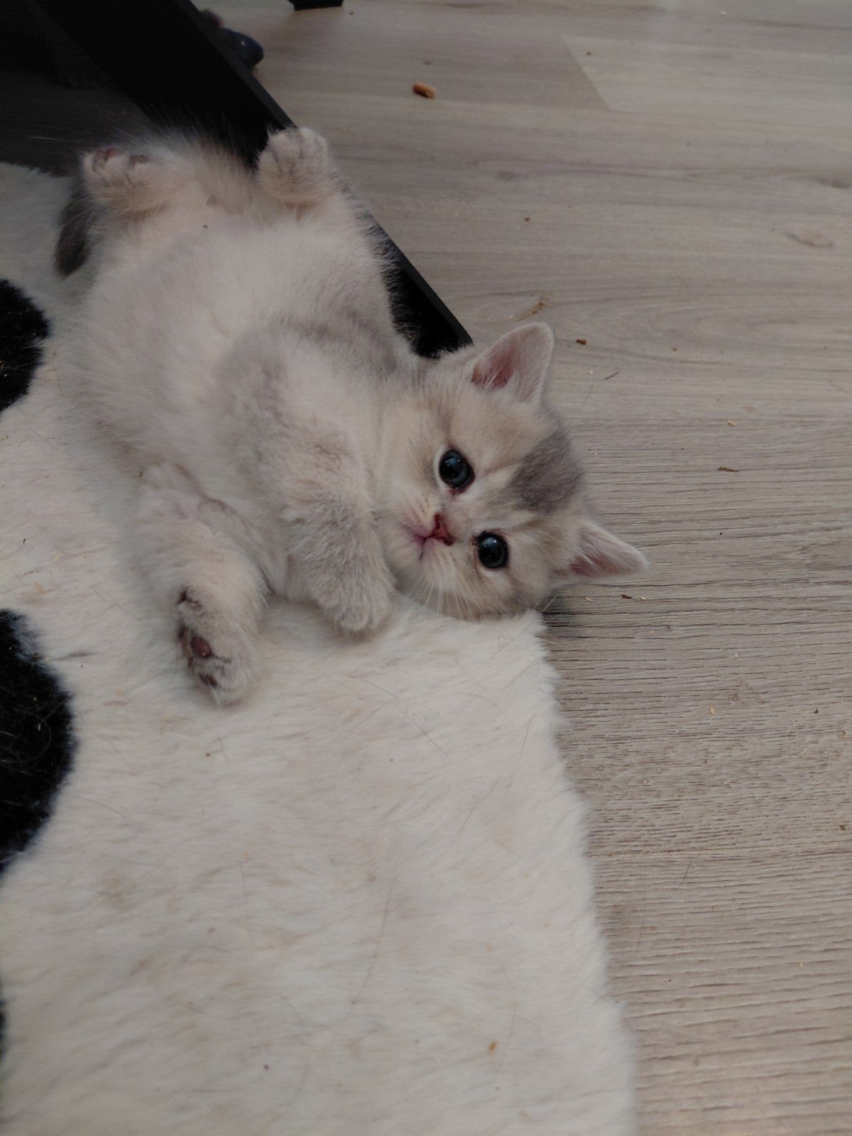 britse korthaar kittens nog 1poesje beschikbaar