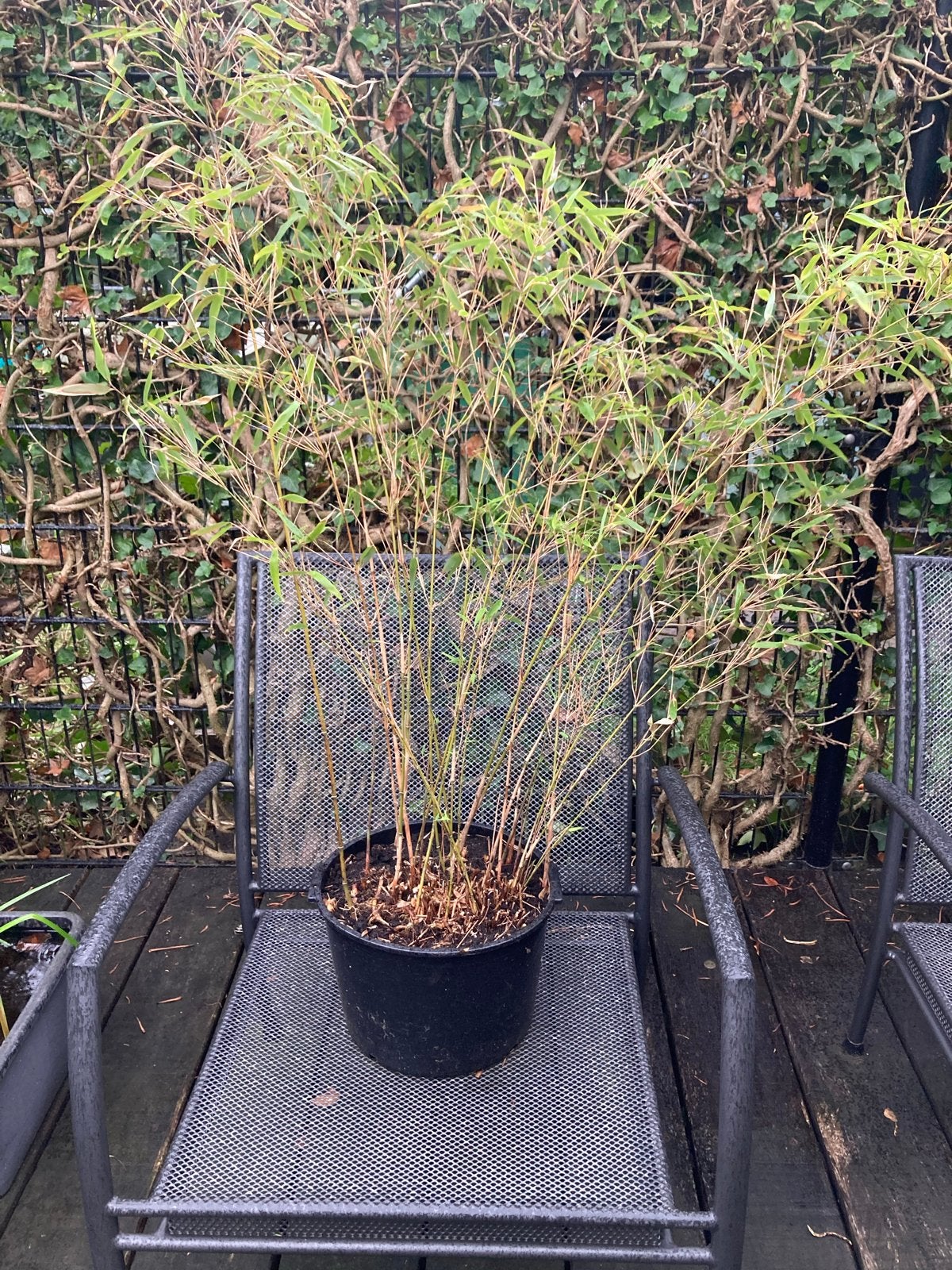 Bamboe plant in pot, Vaste plant, Bloeit niet, Halfschaduw, Ophalen