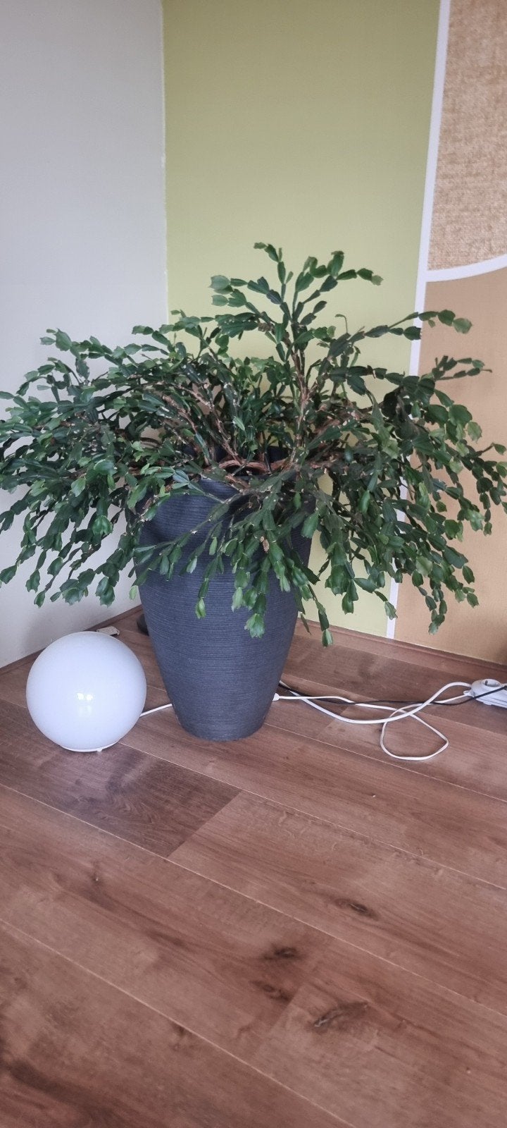 Grote groene kamerplant in pot, Overige soorten, In pot, Minder dan 100 cm, Groene kamerplant