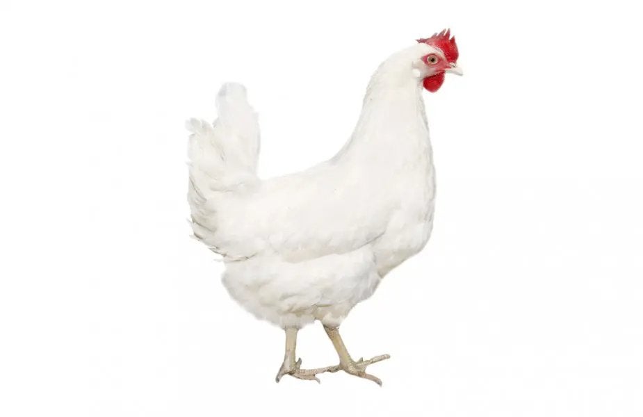 Lohmann legkippen. Witte/bruine legkip kippen, Vrouwelijk, Kip