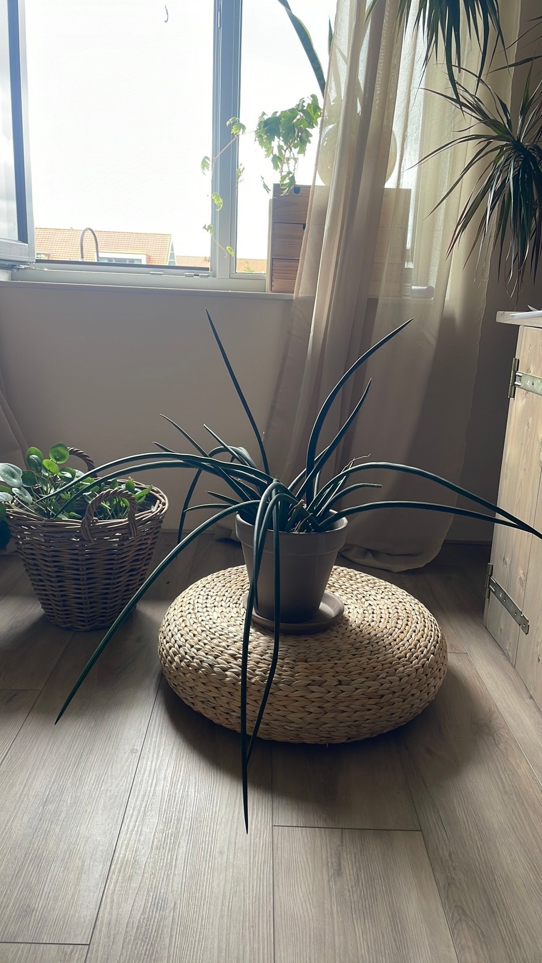 Grote sanseveria, Ophalen, Halfschaduw, Minder dan 100 cm