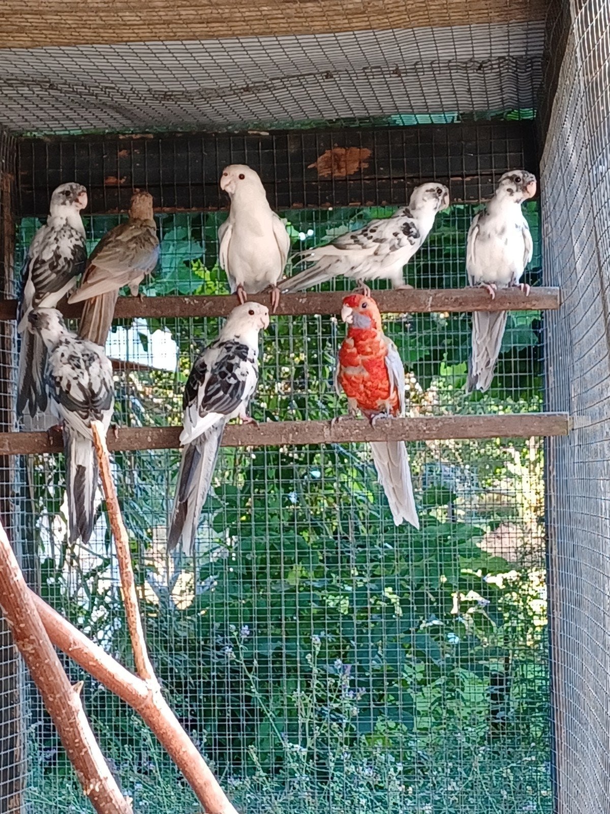 pennant rosella parkiet blauwbont, Dieren en Toebehoren, Meerdere dieren, Parkiet, Geringd