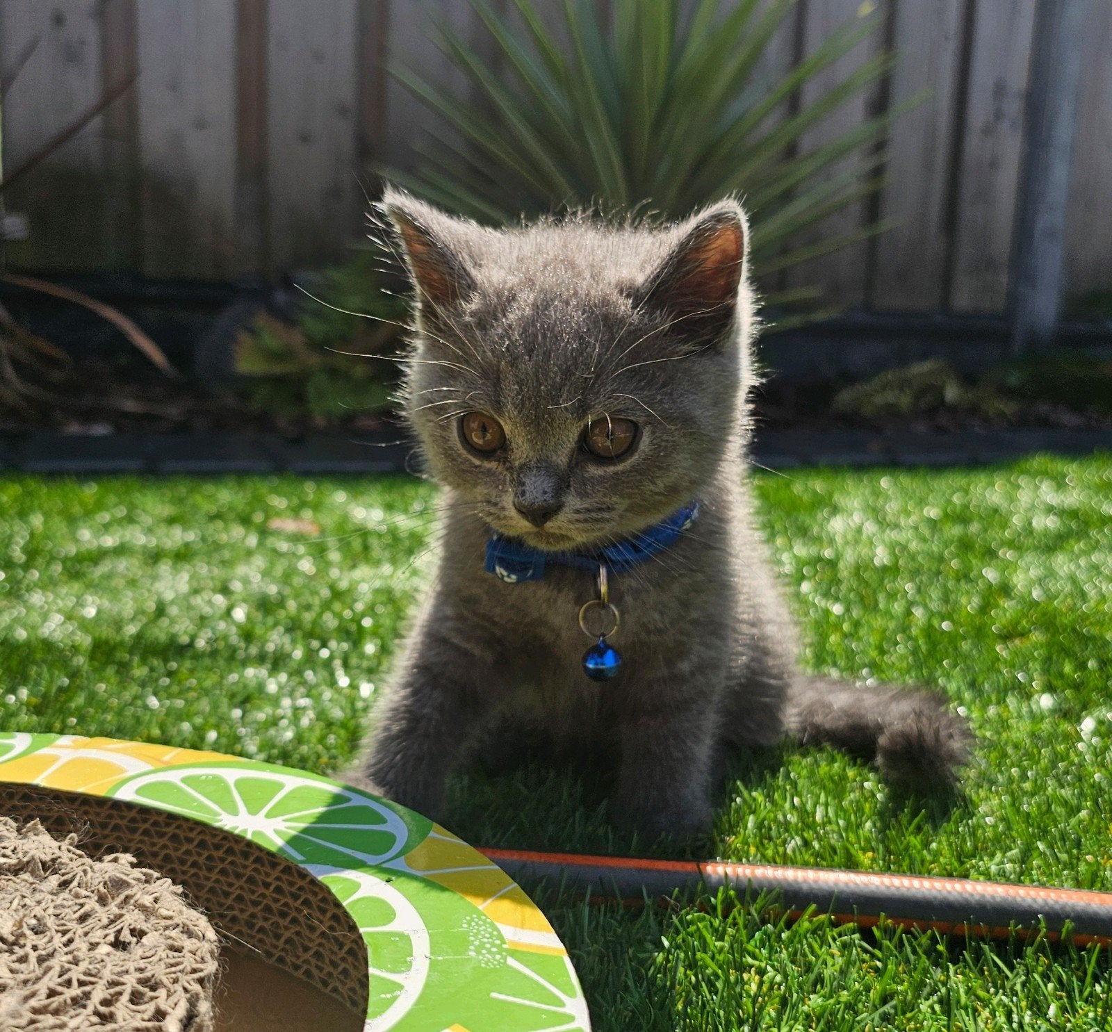 Britse korthaar kittens