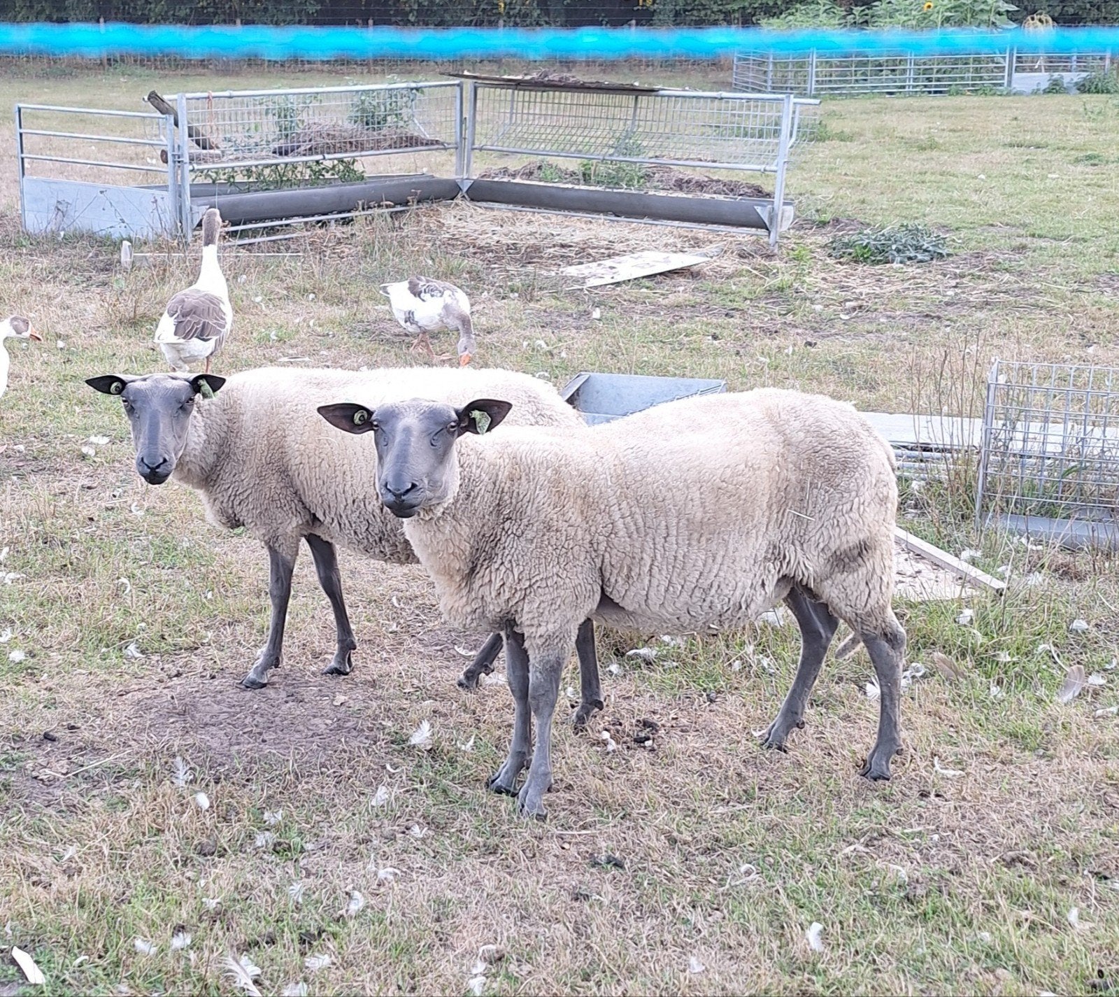 Bleu du maine schapen, Dieren en Toebehoren, Meerdere dieren, Schaap