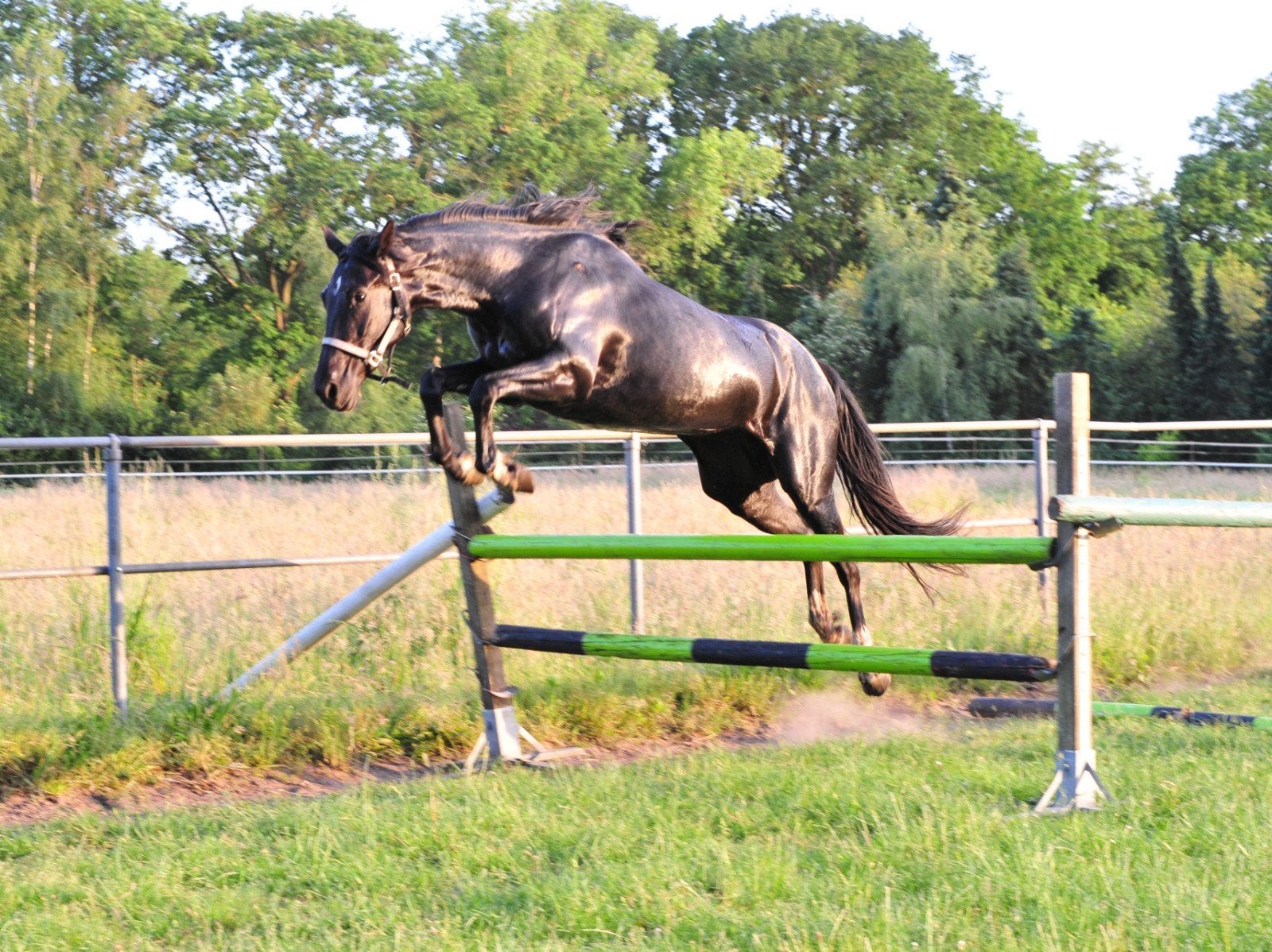Knappe 5 jarige merrie KWPN, Merrie, Met stamboom, 3 tot 6 jaar, Onbeleerd