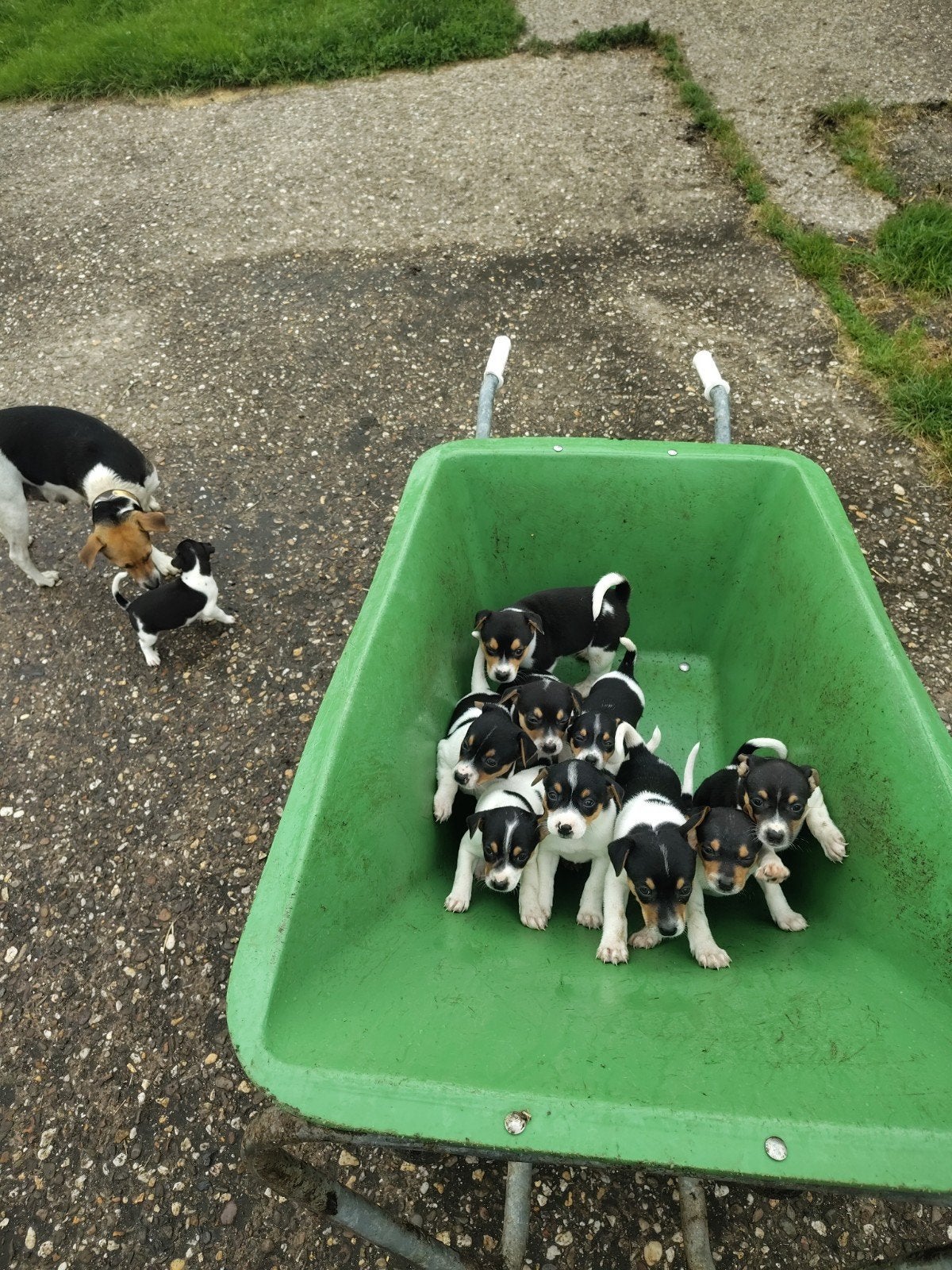 Boerenfox puppies pups, Overige rassen, 8 tot 15 weken, Parvo, Meerdere