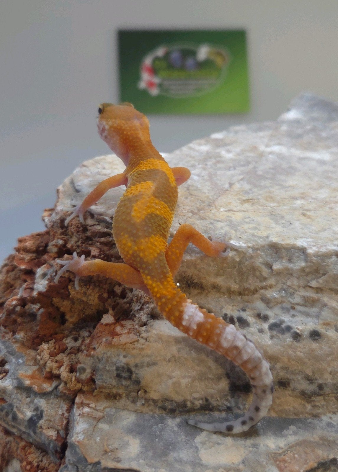 Luipaardgekko Leopard Gecko photo 2