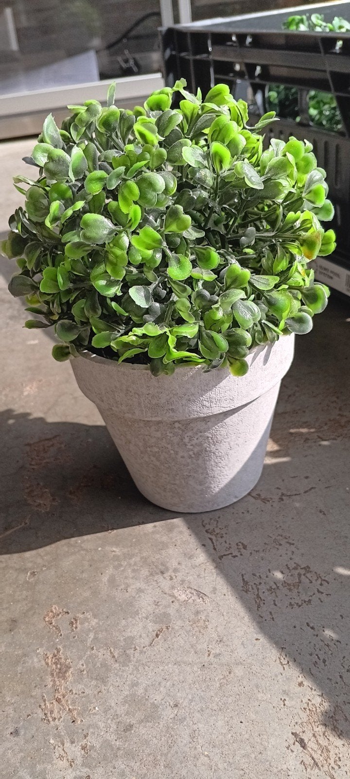 Kunstplant Buxus in Pot - Groen, Groen, Met pot of vaas, Kunstplant, Nieuw