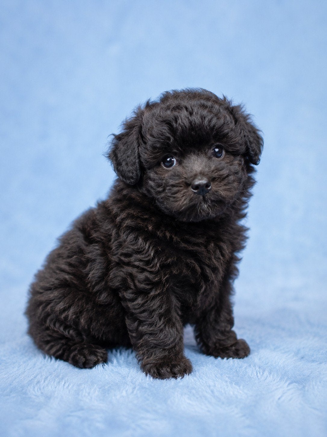 Pomapoo pups toypoedel x Pomeriaan, Poedel, Parvo, 8 tot 15 weken, Meerdere dieren