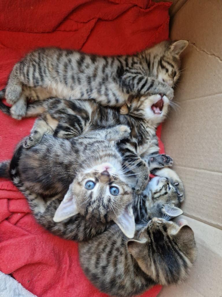 Kittens (schildpad), Dieren en Toebehoren, Katten en Kittens | Overige Katten