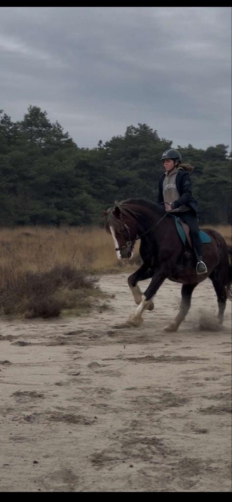 Leasepony/ leasepaard/ verzorgpony/ verzorgpaard/ bijrijder, Dieren en Toebehoren, Stalling en Weidegang