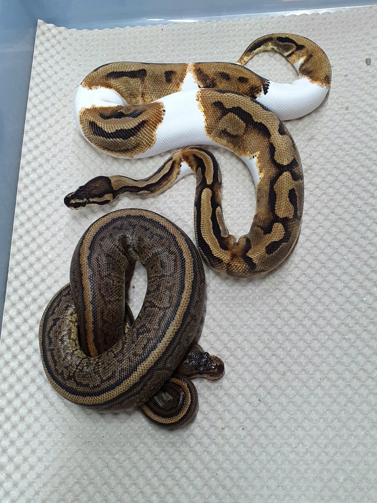 koningspython 2025 Ball Python - male for sale from Richard