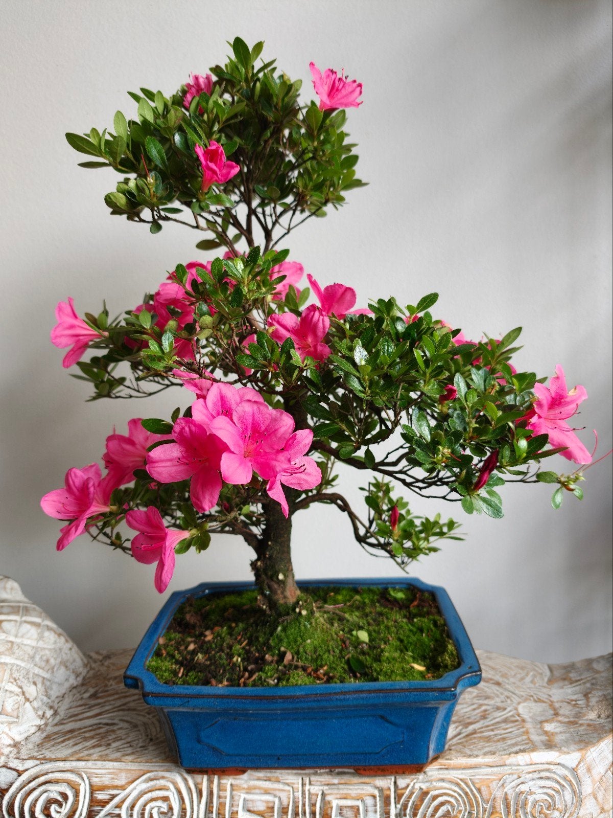 Azalea Osakazuki Bonsai 50cm, Bloeit niet, Halfschaduw, Minder dan 100 cm, Overige soorten