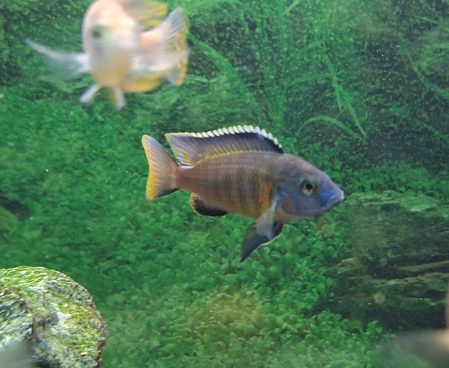 aulonocara chicliden, Vis, Zoetwatervis