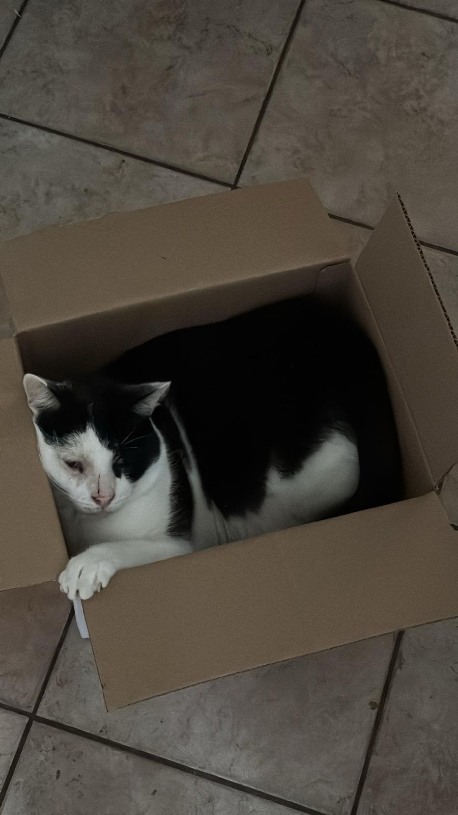 kater, Dieren en Toebehoren, Kater, 0 tot 2 jaar