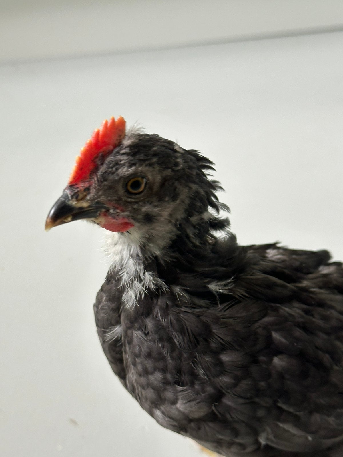 Silverudd Blue haan 5 weken oud, Dieren en Toebehoren, Pluimvee, Mannelijk, Kip