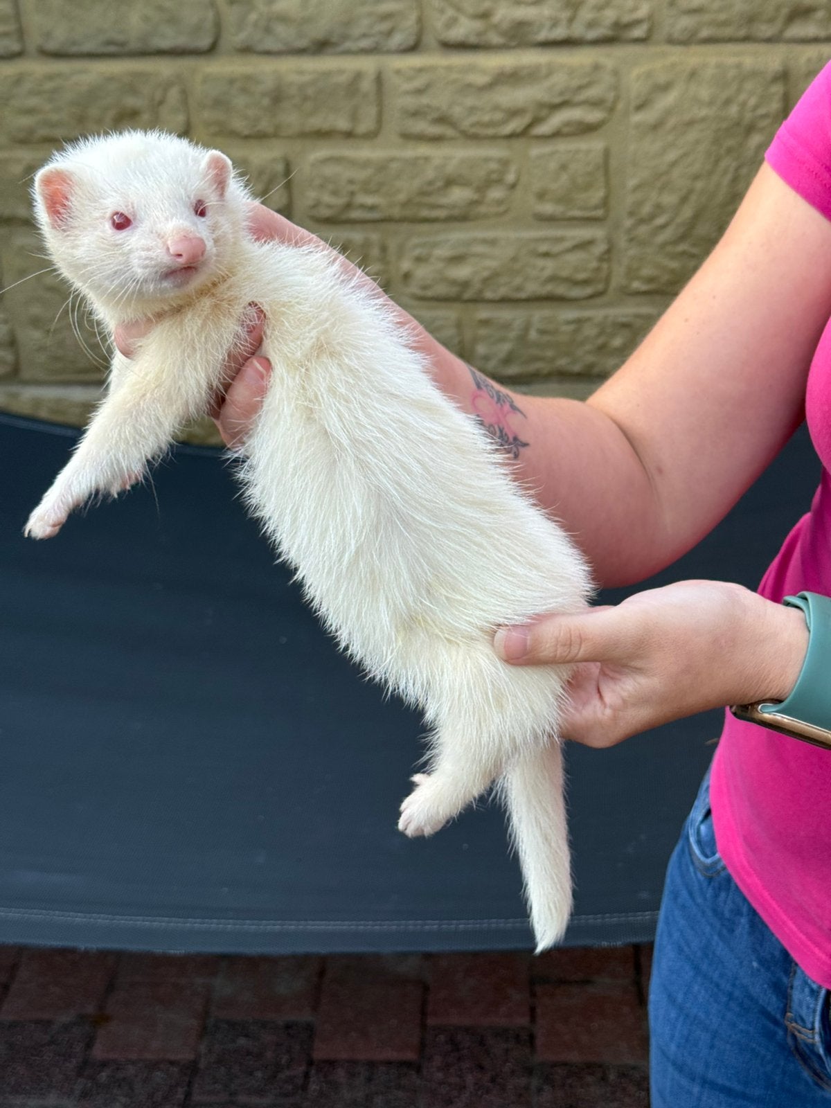 Tekoop albino fretje, Dieren en Toebehoren, Juni, Mannelijk