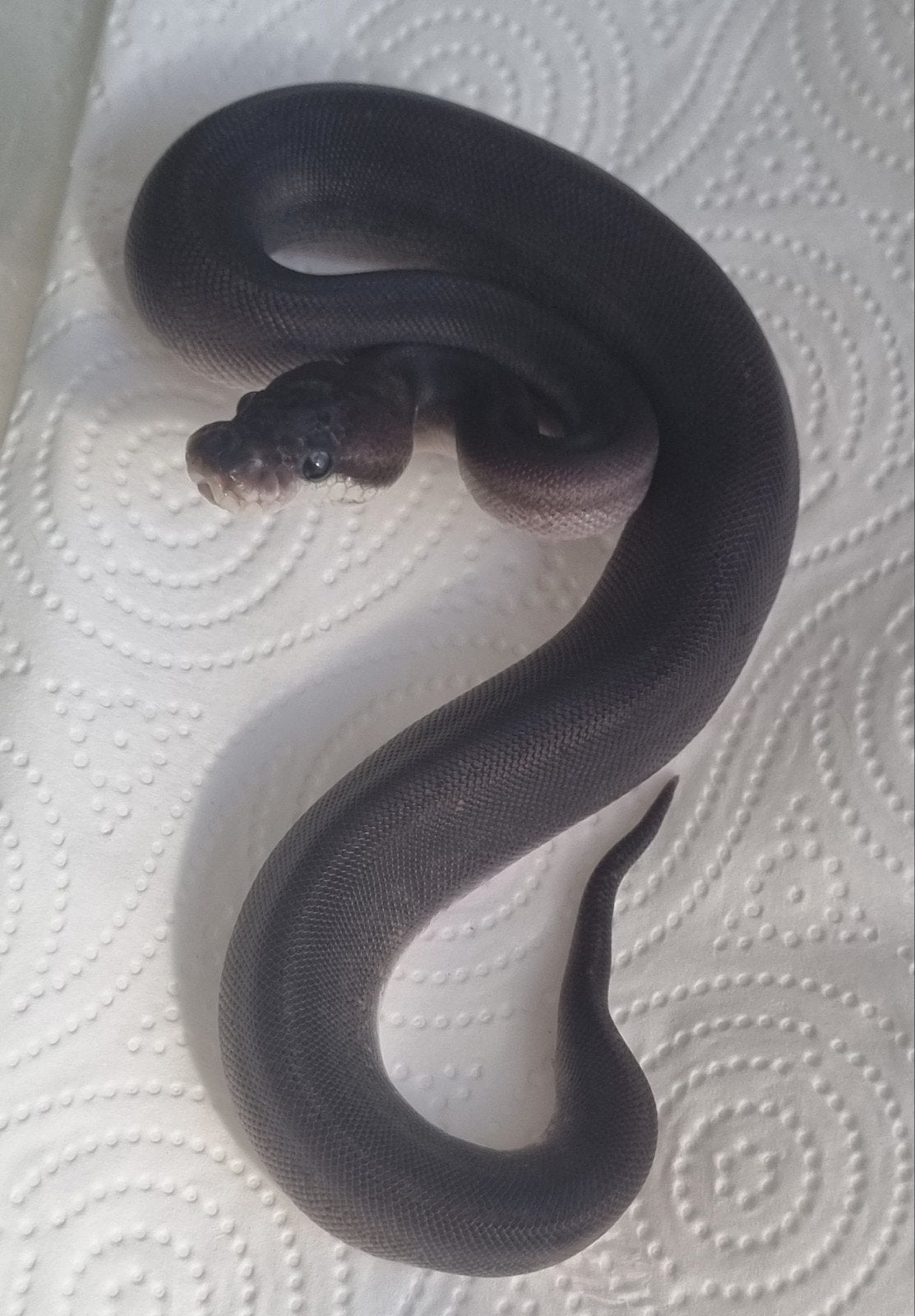 1.0 8 ball ( clown , spotnose , gravel ) koningspython Ball Python photo 4