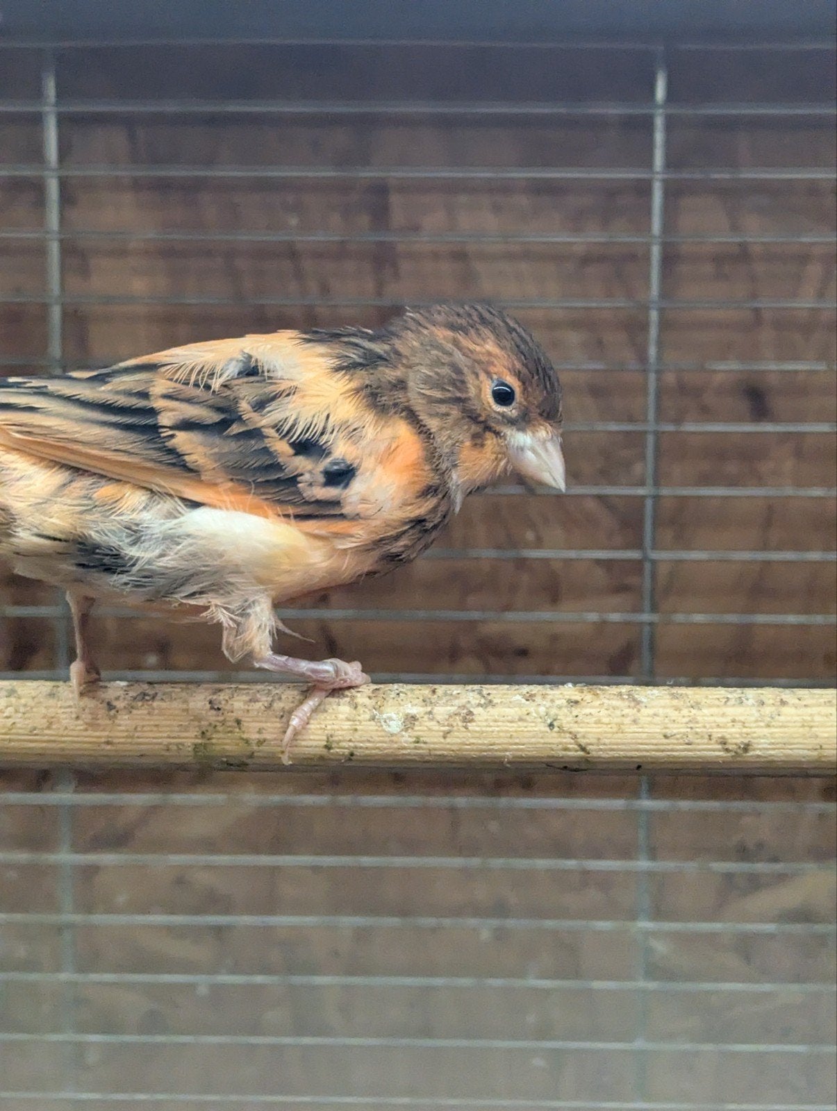 Diverse kanaries, Dieren en Toebehoren, Geslacht onbekend, Kleurkanarie