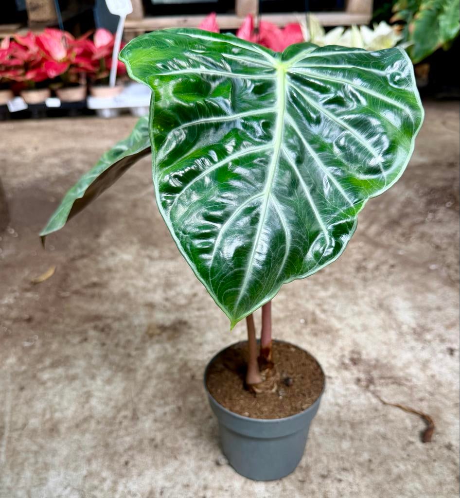 Alocasia Pink Dragon p12, Huis en Inrichting, Kamerplanten, Ophalen of Verzenden