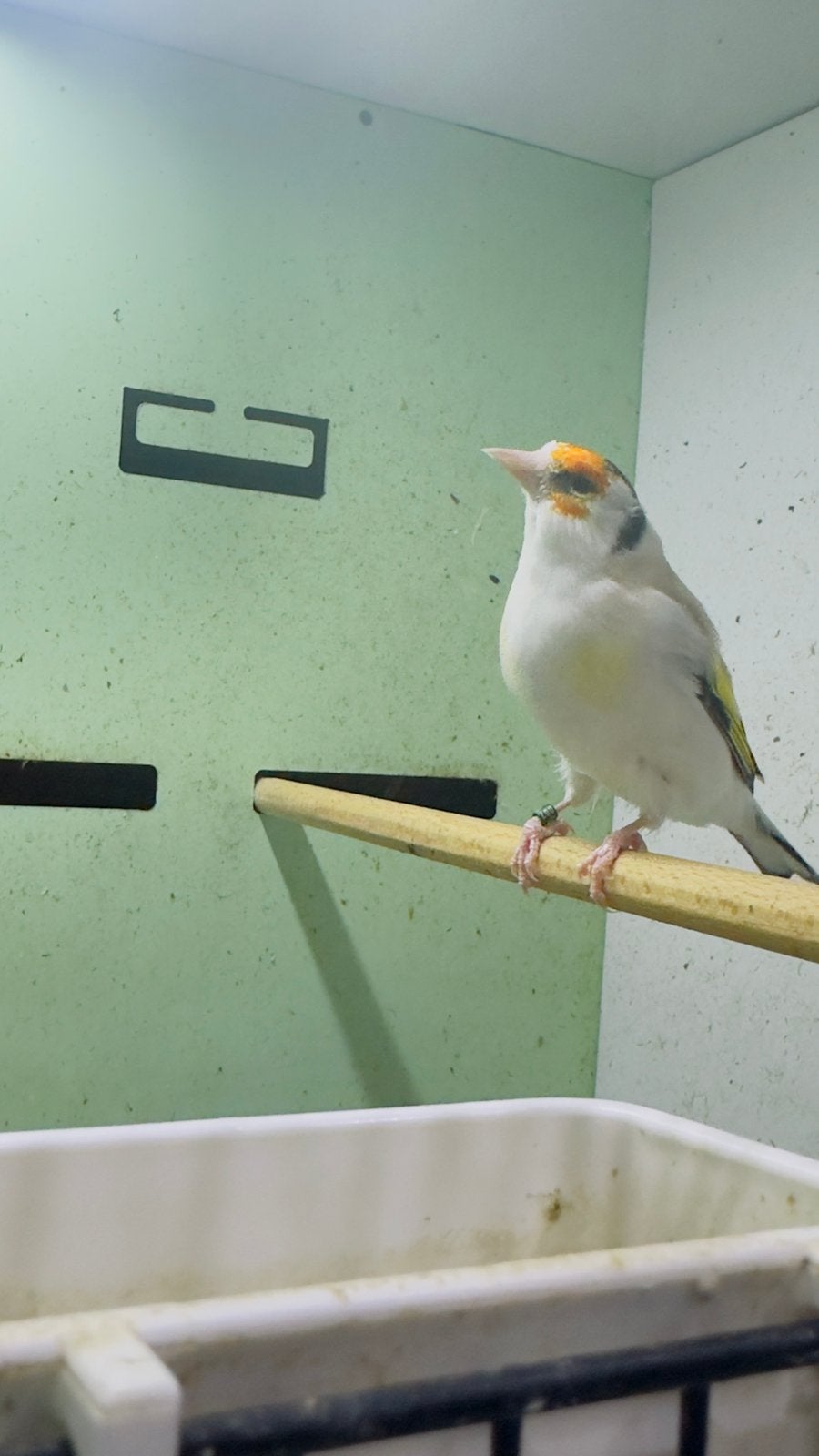 Major putter, Mannelijk, Wildzangvogel