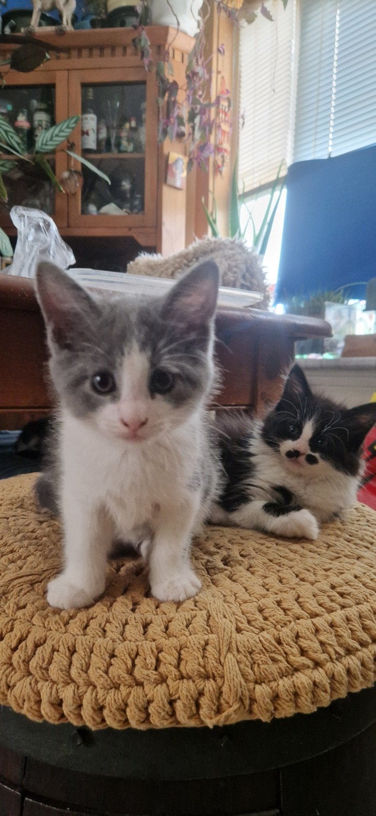 Half maine coon kittens nesje van 6, Meerdere dieren, Langharig, 0 tot 2 jaar