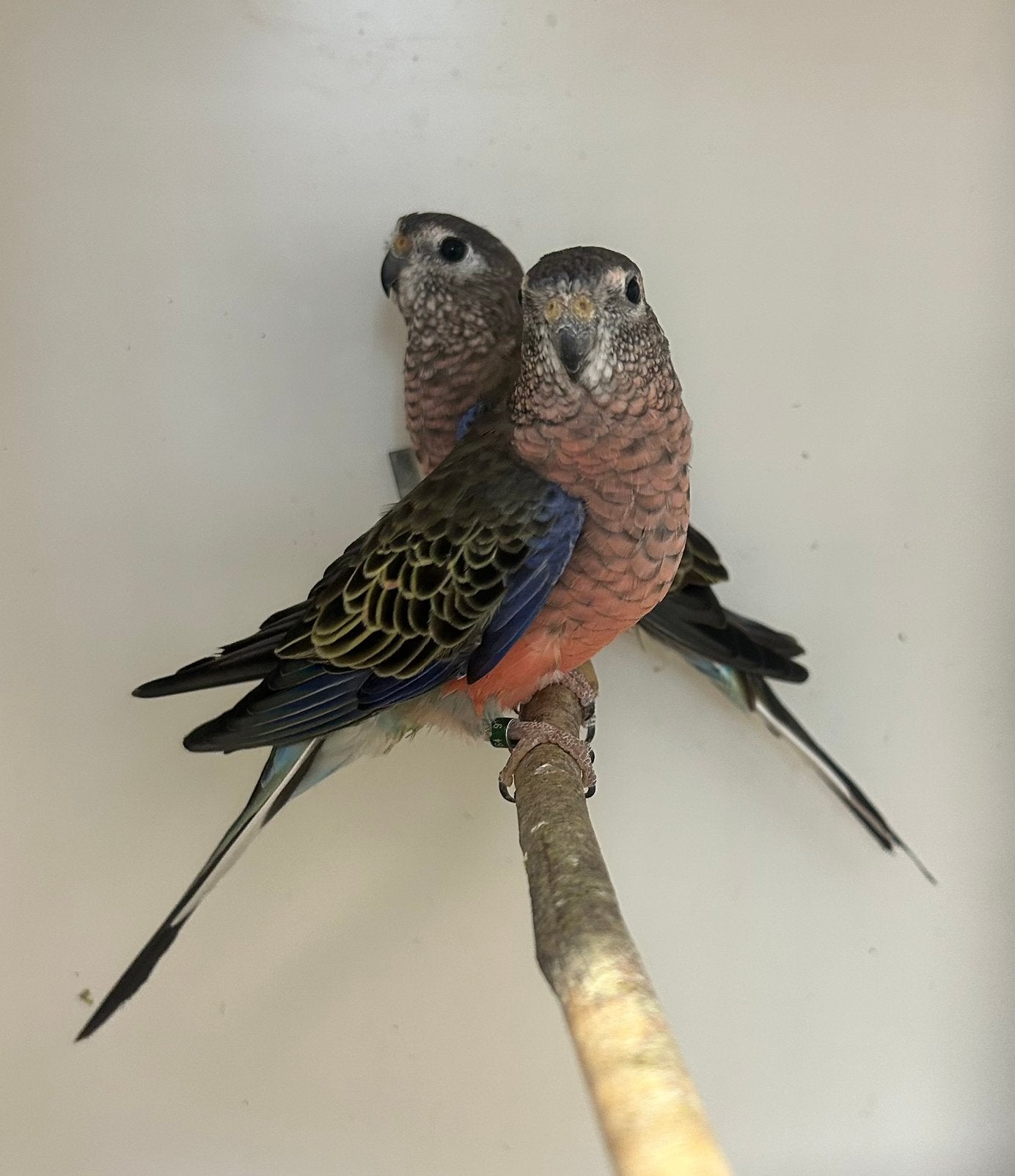 Koppel bourks met jong, Dieren en Toebehoren, Geringd