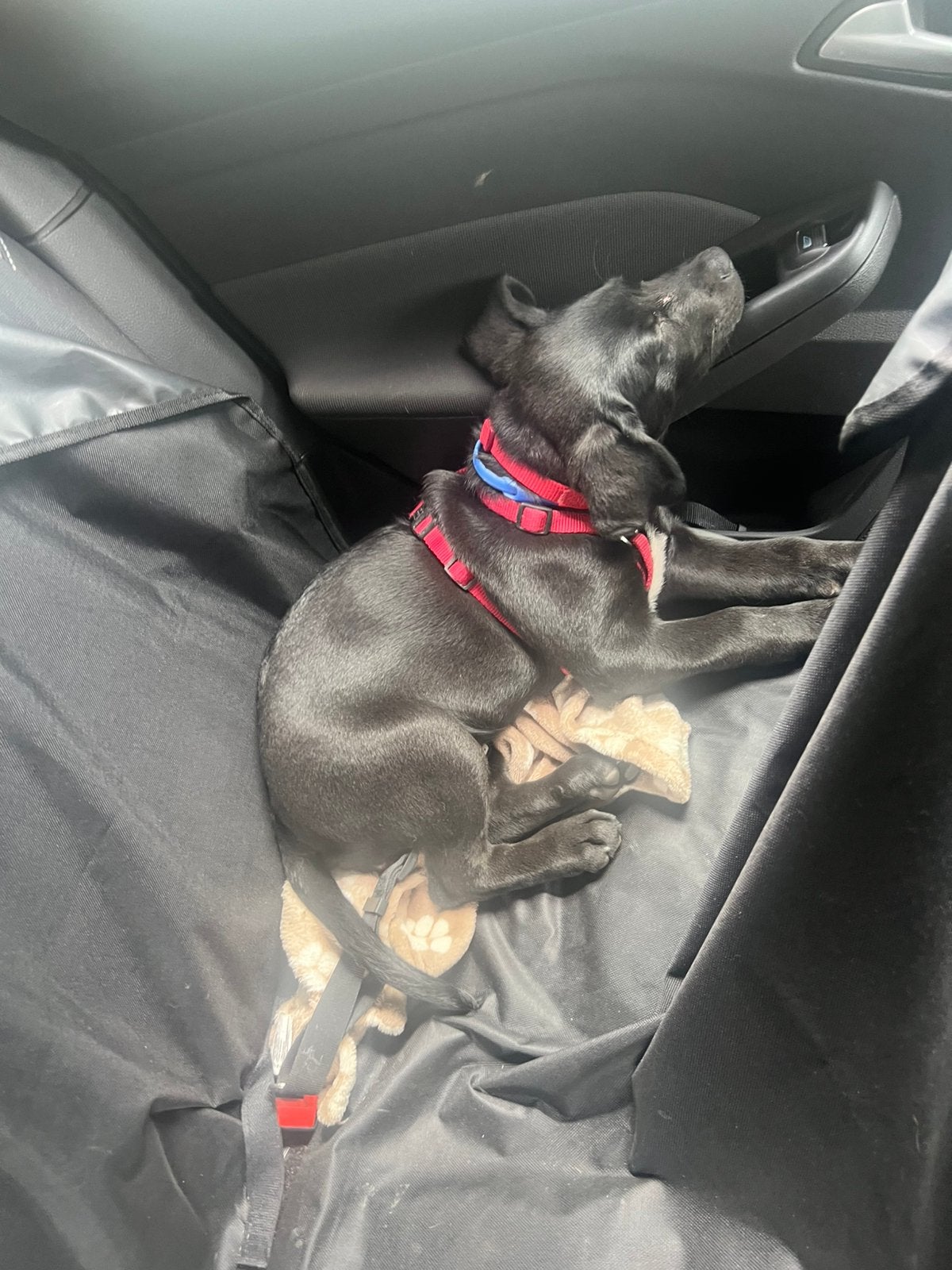 Labrador Mix pup – teefje Shiva zoekt een liefdevol thuis, 8 tot 15 weken, Teef, Labrador retriever, Parvo