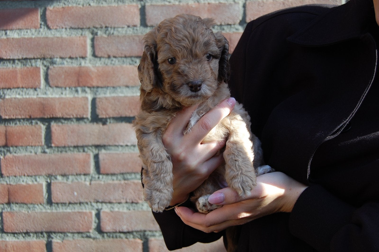 Prachtig mooie merle tan doodle pups, 8 tot 15 weken, Meerdere, Meerdere dieren, Klein