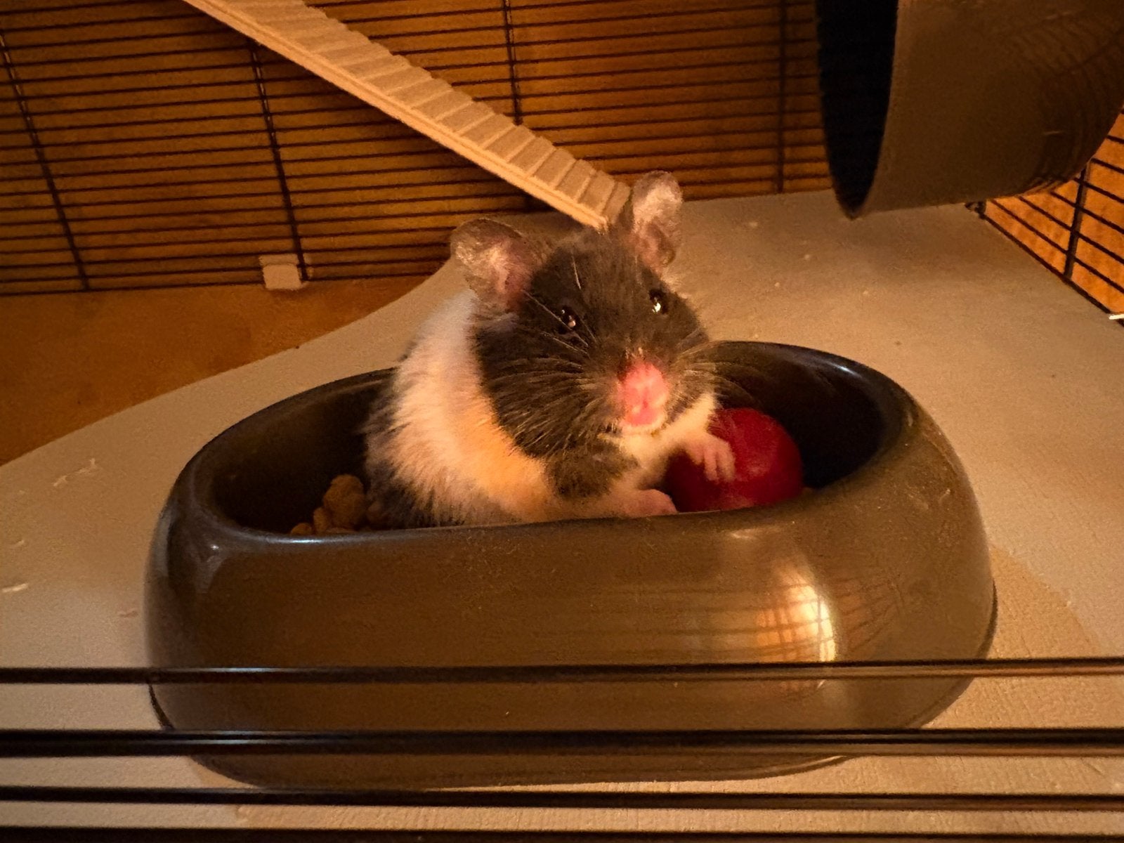 Ons nachtdiertje ‘Boefje’, Dieren en Toebehoren, Knaagdieren, Hamster, Juli, Vrouwelijk, Tam