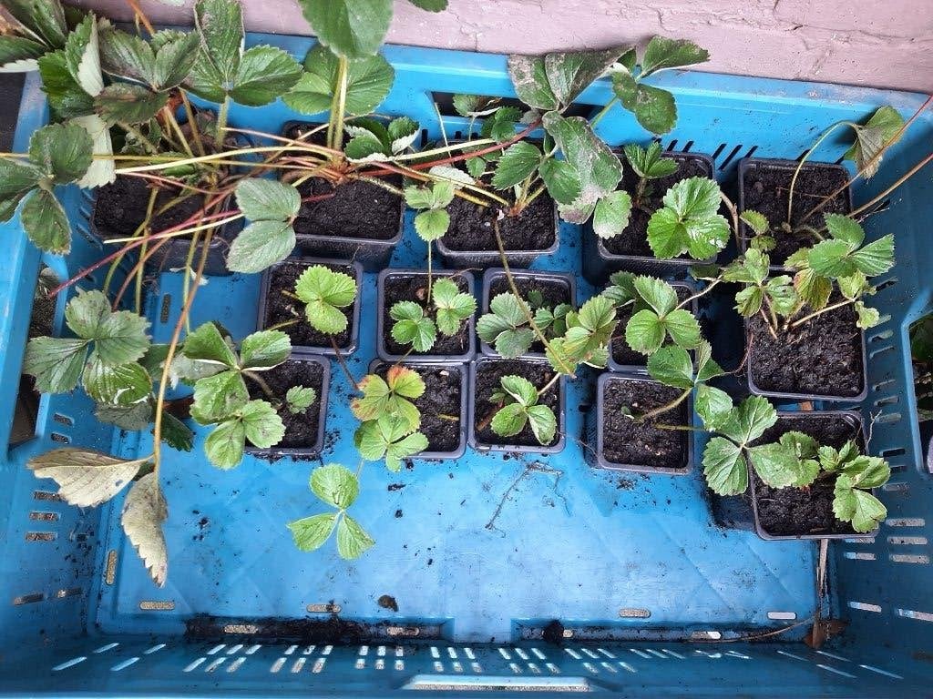 Aardbeienplantjes, Ophalen, Volle zon, Vaste plant, Zomer