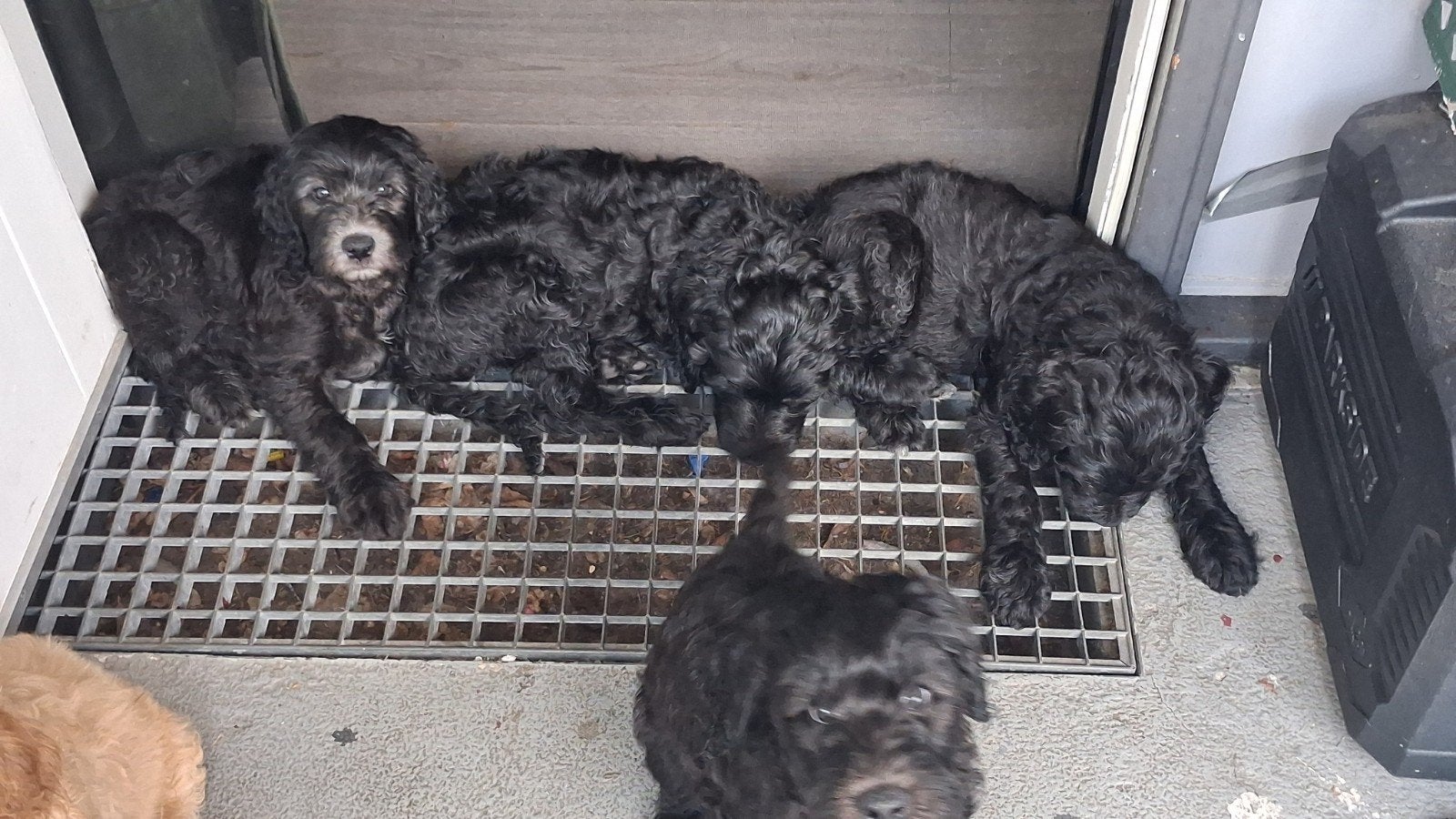 Wij mogen bijna verhuizen labradoodle puppys, Dieren en Toebehoren, Honden | Niet-rashonden, 8 tot 15 weken, Meerdere, Meerdere dieren