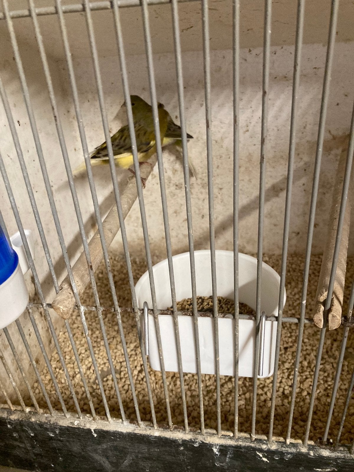 Koppel kanaries, Meerdere dieren, Kleurkanarie