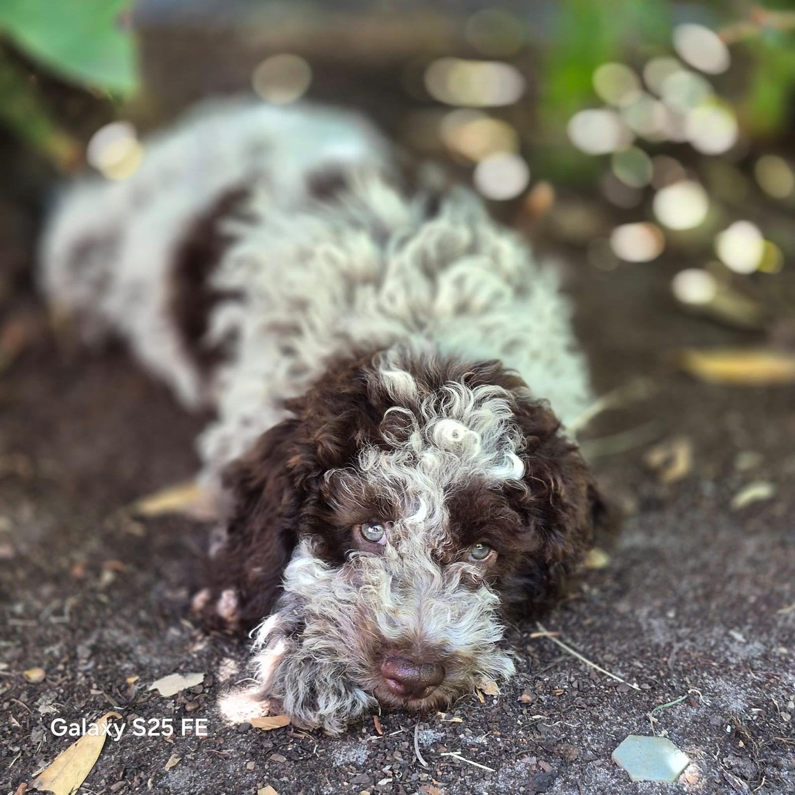 Prachtige Italiaanse waterhond puppy’s, Parvo, België, Particulier, Overige rassen