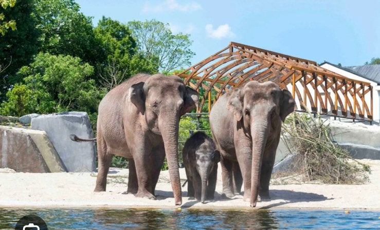 Artis entree ticket dierentuin, Tickets en Kaartjes, Eén persoon, Ticket of Toegangskaart