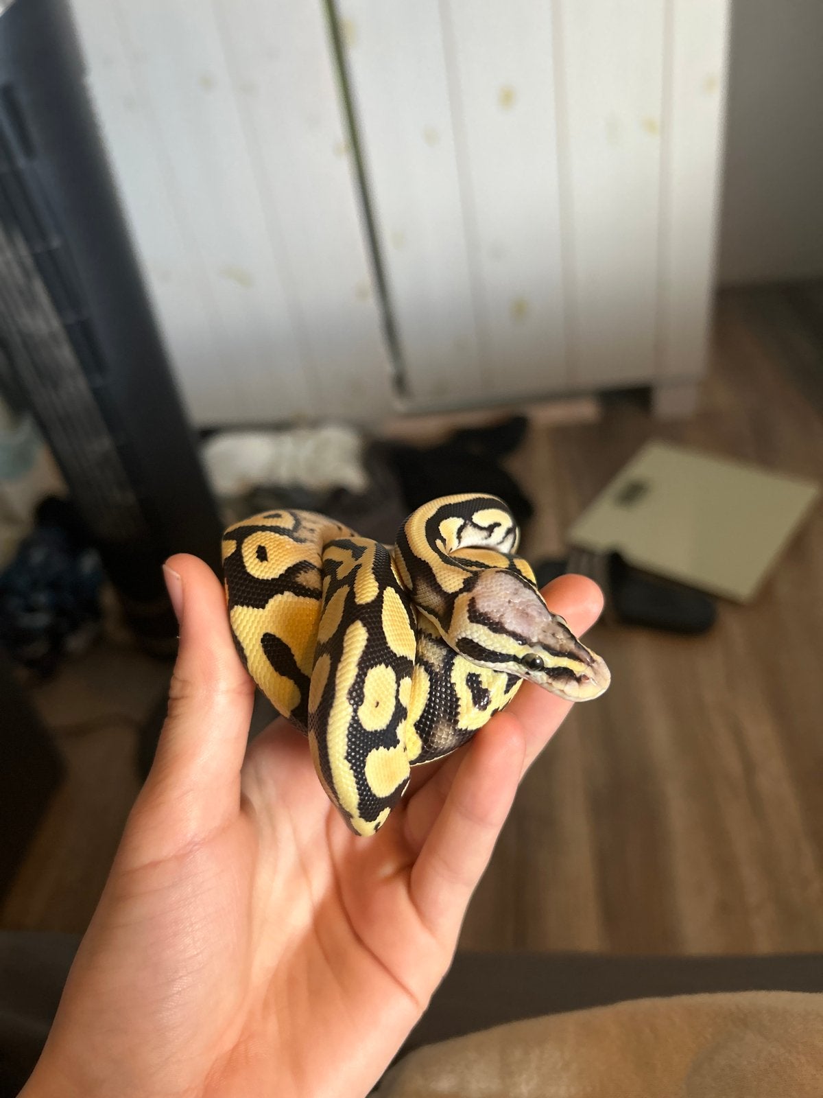 Ballpython  half jaar oud Ball Python - unknown for sale from Ray