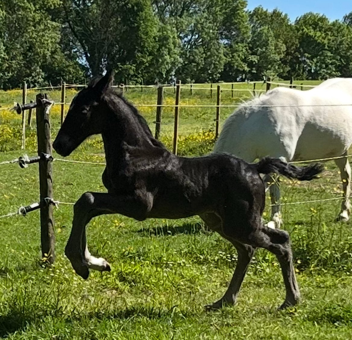 Prachtige Barrock Pinto Jaarling Merrie, Dieren en Toebehoren, Paarden, Merrie, Met stamboom, Niet van toepassing, 0 tot 2 jaar