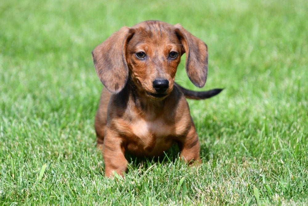 Dwergteckel pups te koop - korthaar, Dieren en Toebehoren, Honden | Teckels en Dashonden, 15 weken tot 1 jaar, Dwerg, Parvo, Meerdere