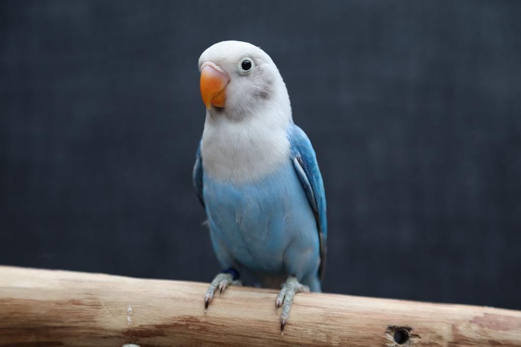 Jonge Baby Agapornis | Fischeri | Div. Kleuren | Handtam