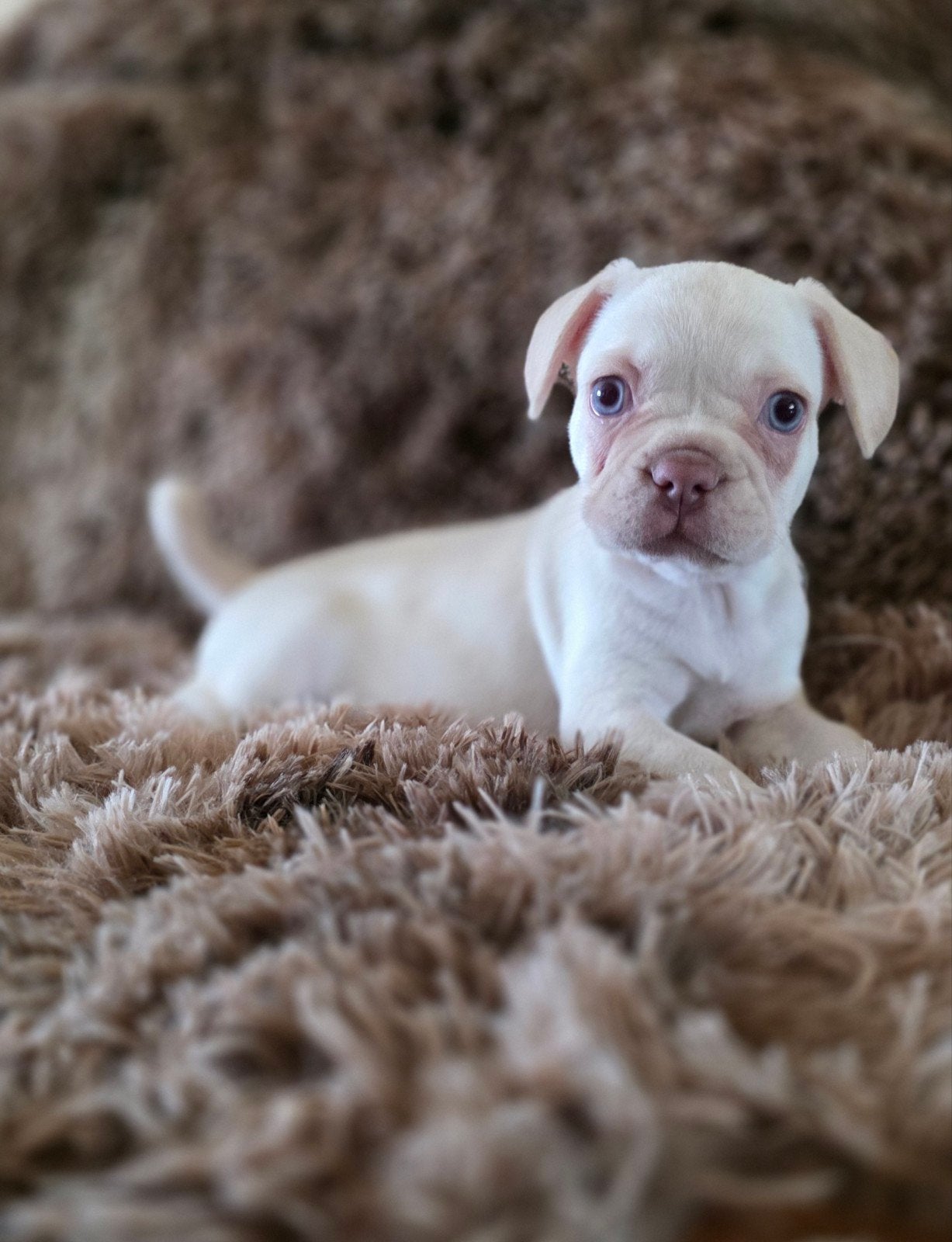 💙 prachtige, unieke franse bulldog pups reutjes 💙, Dieren en Toebehoren, Parvo, 8 tot 15 weken, Bulldog, Meerdere