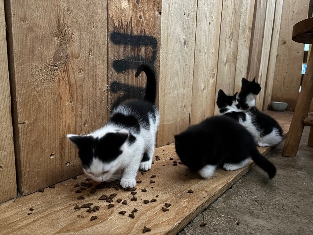 kitten, poesjes, kittens, poes, Poes, Ingeënt, 0 tot 2 jaar
