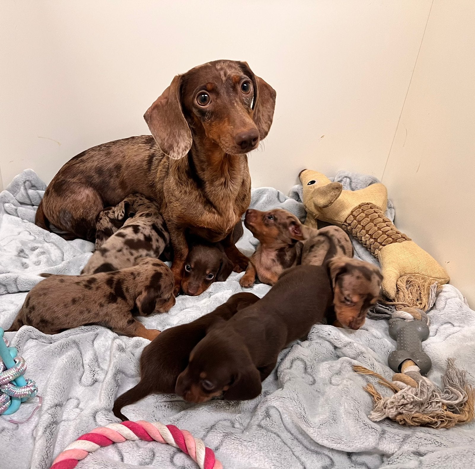 Prachtige teckel pups, dwerg / kaninchen teckels🐶🐾, Dieren en Toebehoren, 8 tot 15 weken, Teef, Dwerg, Meerdere