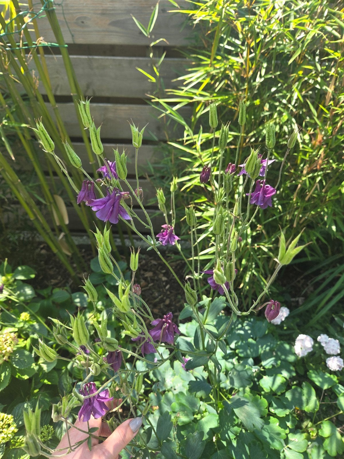 Akkellei plantjes met paarse bloemen - Vaste plant, Vaste plant, Halfschaduw, Lente, Ophalen