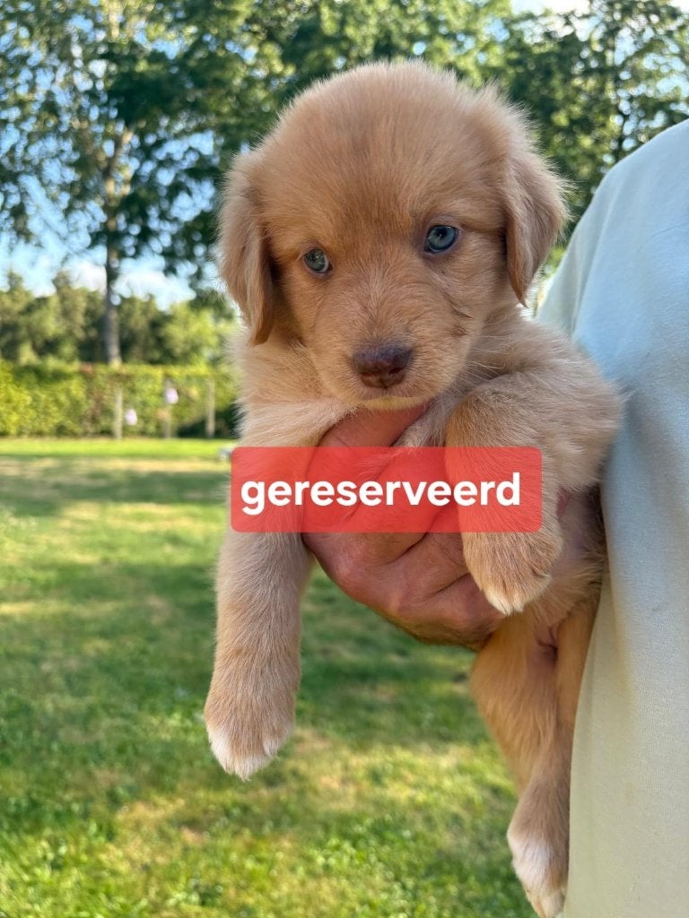 puppy Nova scotia toller x australian shepherd, Dieren en Toebehoren, Overige rassen, 8 tot 15 weken, Parvo, Meerdere dieren