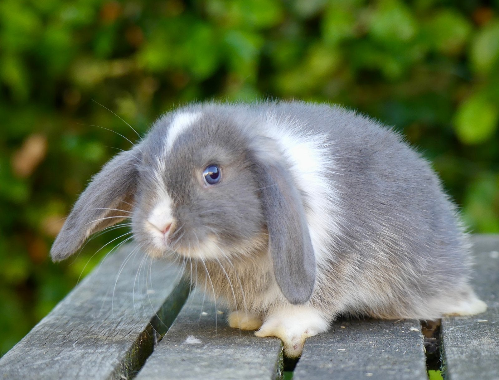 Mooie en tamme Nederlandse hangoordwerg konijntjes (NHD)!, Dieren en Toebehoren, Konijnen, Meerdere dieren, Dwerg, Hangoor, 0 tot 2 jaar