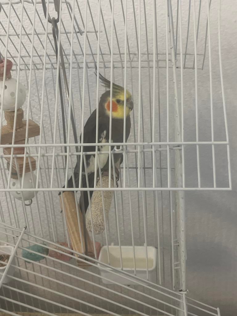 Valkparkiet ( met groote kooi ), Mannelijk, Zangkanarie
