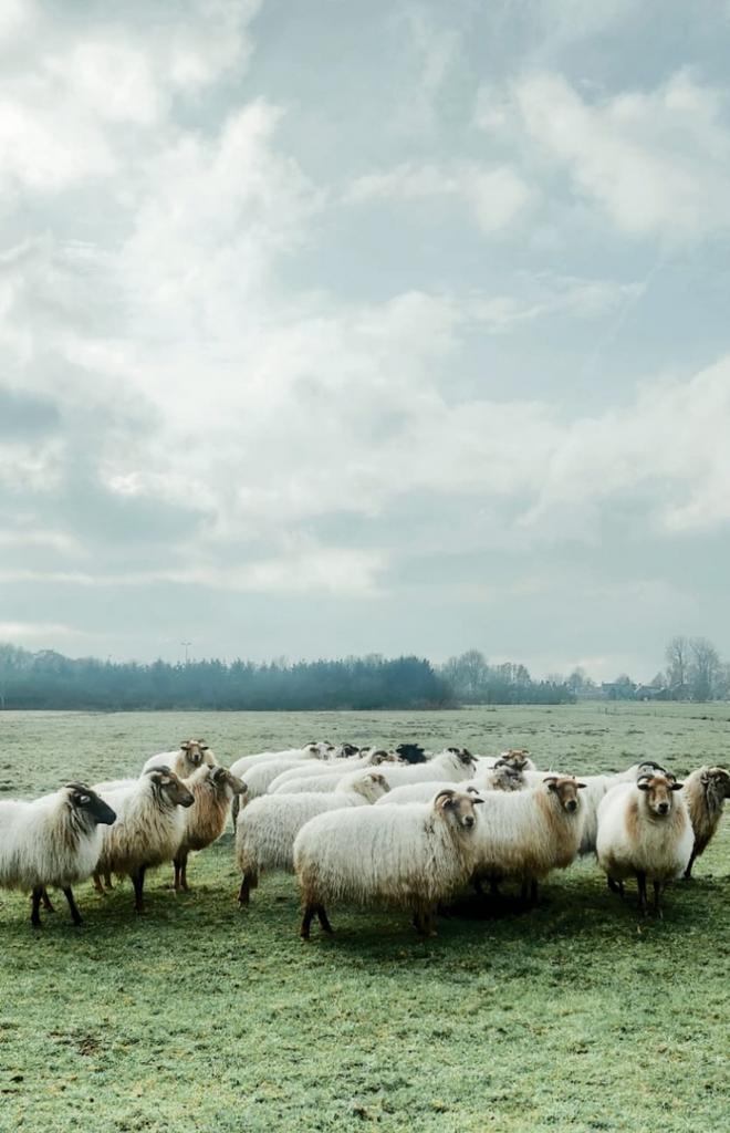 Schapenvacht geschoren, Vrouwelijk, Schaap